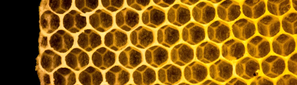 Initiative Hebammenkammer